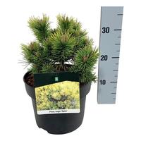Pinus mugo Ophir