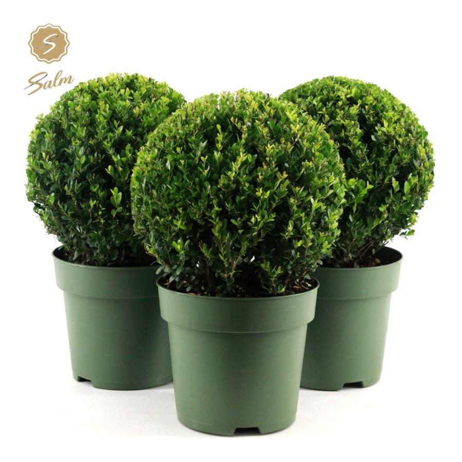 Picture of Ilex cre. Jenny P24 (6 Ltr) BALL 32 CM