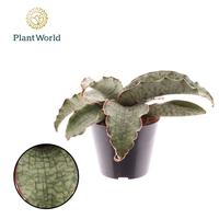 Sansevieria Kirkii Silver Blue