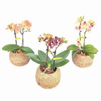 Kokodama Phalaenopsis hybrid 2 spikes (No string)