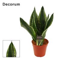 Sansevieria Silver Flame