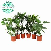 Houseplants in varieties