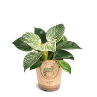 Philodendron ´White Measure´