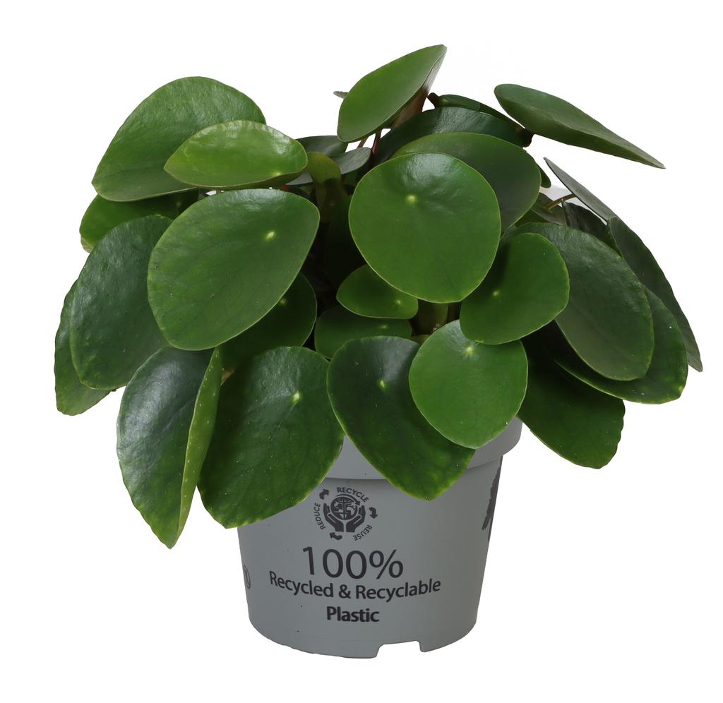 Afbeeldingen van Pilea peperomioides P12 20CM