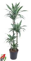 Dracaena Warneckei 90-60-30-15