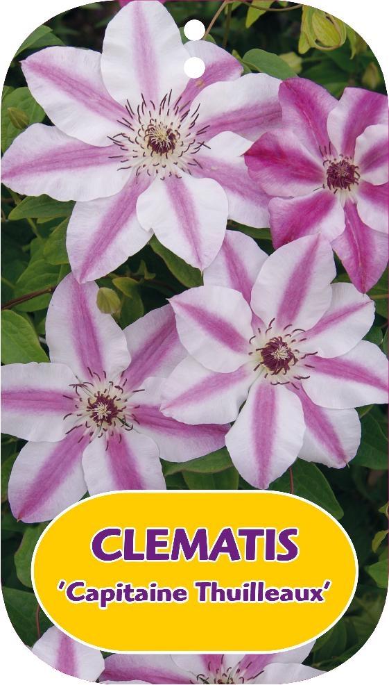 Picture of Clematis Capitaine Thuilleaux P15 (2 Ltr/high) 80/100
