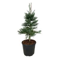 Sequoiadendron gig. Glaucum