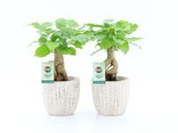 Radermachera Bonsai in Sculpture ceramic