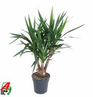 Yucca branched 3-arm