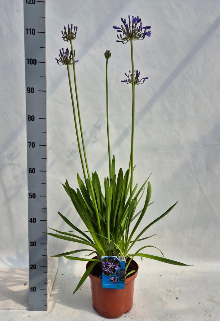 Picture of Agapanthus afr. Sunfield P23 (5 Ltr)