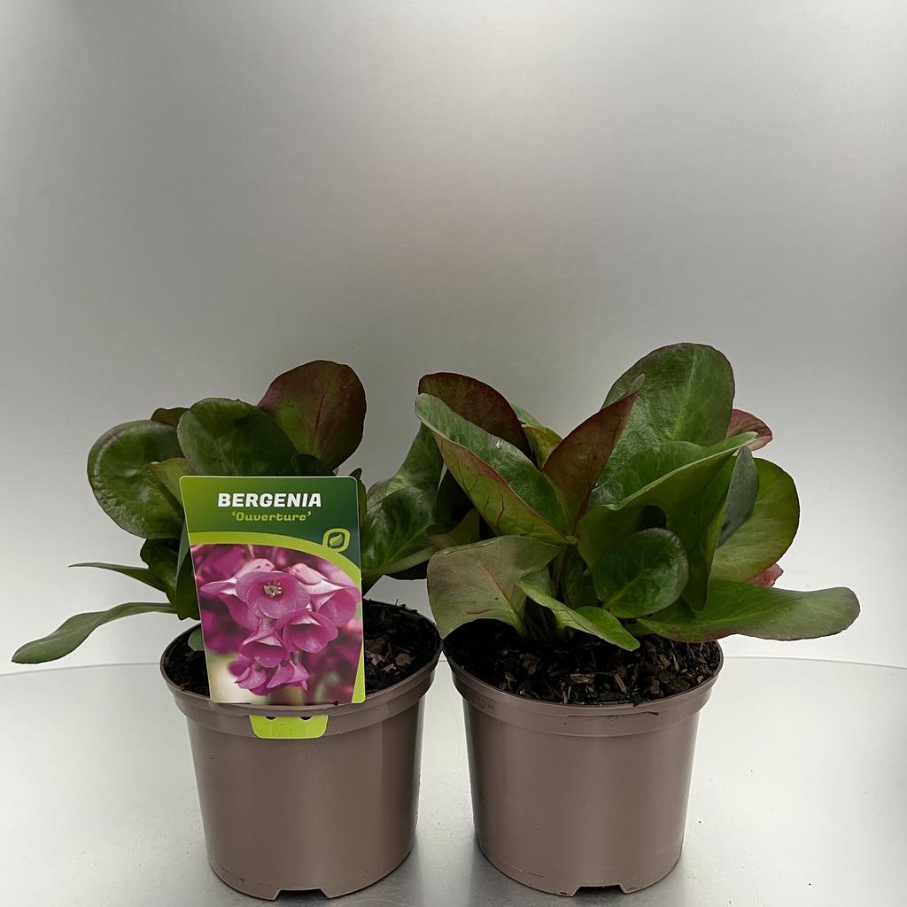 Picture of Bergenia Ouverture P17 (2 Ltr)