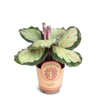 Calathea ´Corona´
