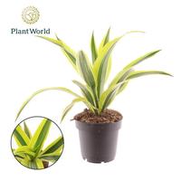 Dracaena Fragrans Lemon Lime