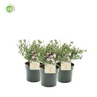 Serissa jap. Pink Mystic