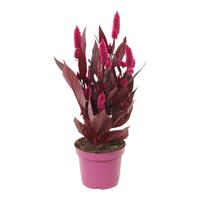 Celosia Mystic Shades No sleeve-no label