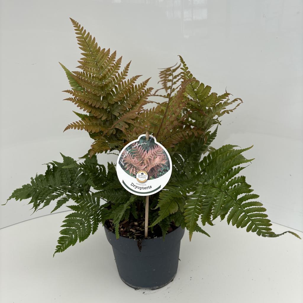 Picture of Dryopteris erythrosora P17 (2 Ltr)