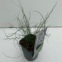 Juncus eff. Spiralis