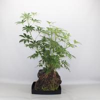 Lova XXL - Schefflera Arboricola