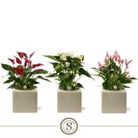 Anthurium in varieties in Belicia Light Grey ceramic