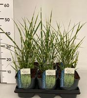 Miscanthus sin. Strictus