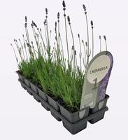 Lavandula ang. Hidcote