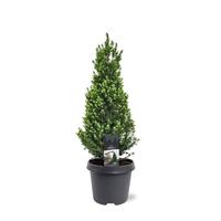 Picea gl. Perfecta