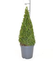 Buxus sempervirens
