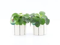 Pilea Peperomioides in Banksy ceramic