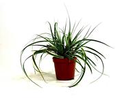 Carex mor. Fishers Form