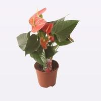 Anthurium Prince of Orange