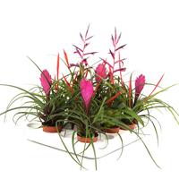 Tillandsia in varieties