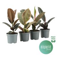 Ficus elastica varieties