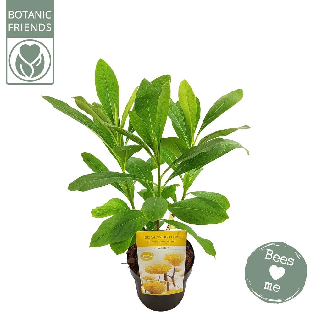 Afbeeldingen van Edgeworthia chrysantha Honey Sunshine P19 (3 Ltr)
