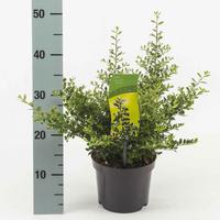 Ilex cr. Stokes