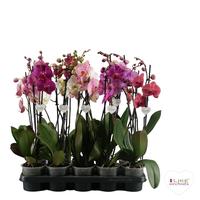 Phalaenopsis hybrid in varieties