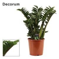 Zamioculcas Zenzi 6+ leafs