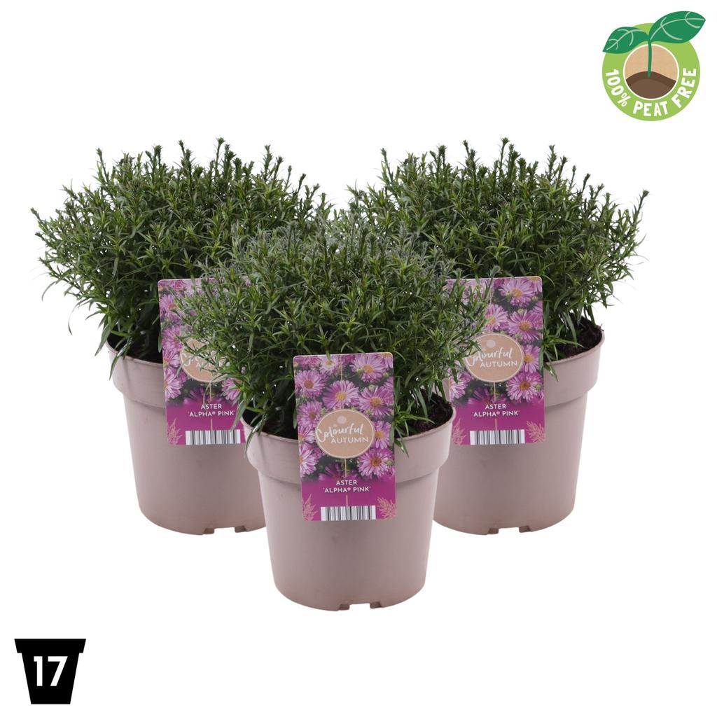 Obrázek Aster Pink P17 (2 Ltr)