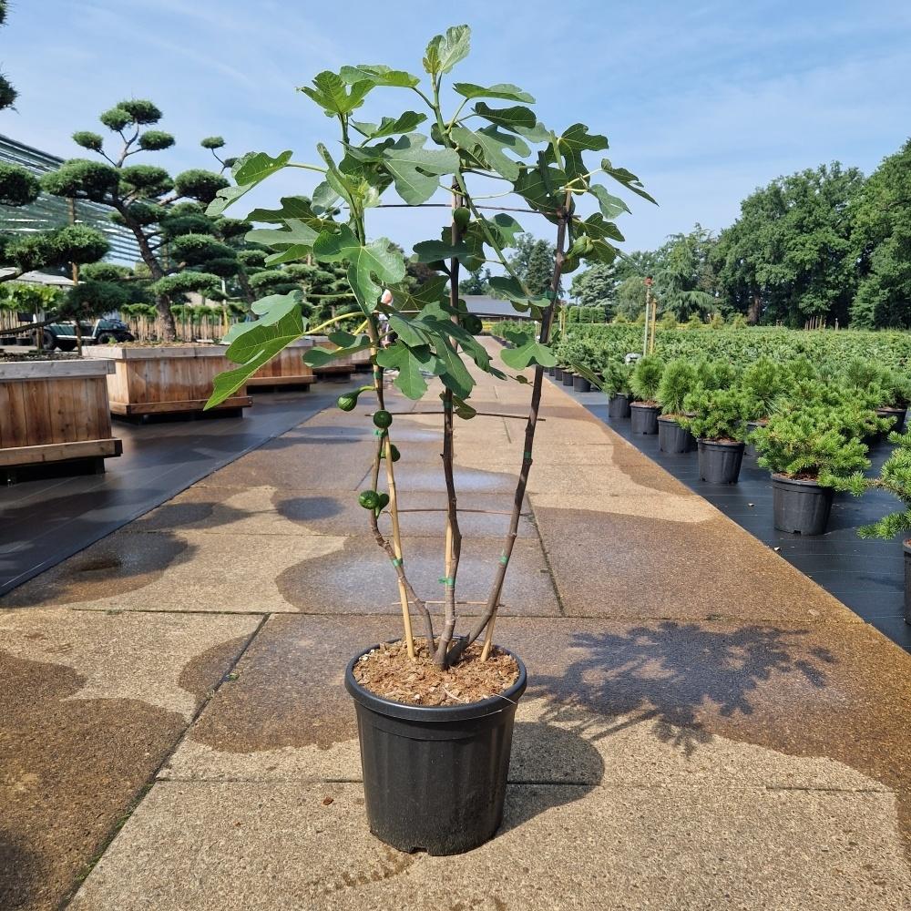 Picture of Ficus carica Firoma C25 SPALIER-90X40