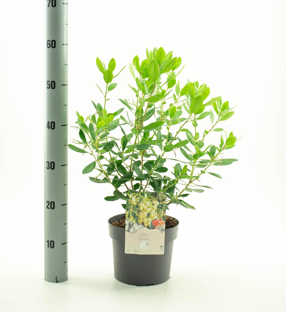 Picture of Arbutus unedo P19 (3 Ltr)