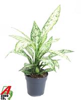 Dieffenbachia Vesuvius