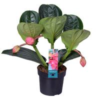 Medinilla Magnifica Flamenco 1 etage 3 buds