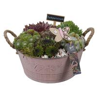 PTS7312 Arrangement Sempervivum in metal pot