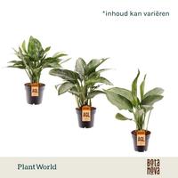 Aglaonema in varieties