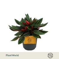 Peperomia Carperata Rosso