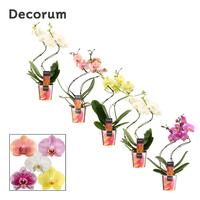 Phalaenopsis hybrid hurricane in varieties