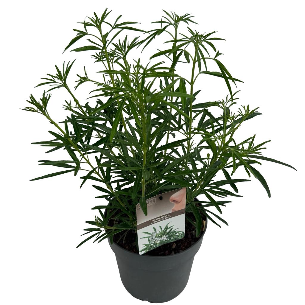 Picture of Choisya ter. Aztec Pearl P23 (5 Ltr)