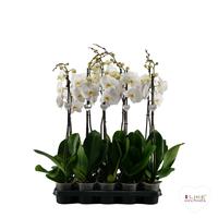 Phalaenopsis hybid White Yellow lip