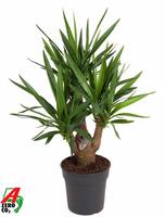 Yucca branched 3-4-arm
