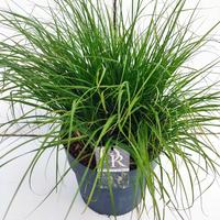 Pennisetum al. Hameln