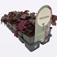 Heuchera mic. Palace Purple